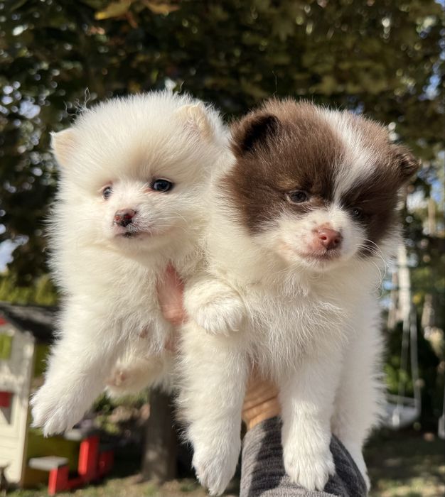 Pomeranian szpic miniaturowy suczka biało czekoladowa