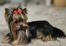 Yorkshire terrier reproduktor