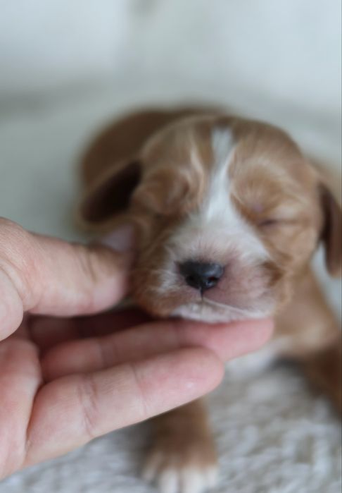 Cocker Spaniel Angielski suczki