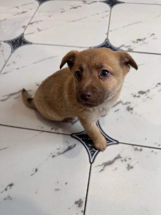 Віддам у добрі руки собачку-дівчинку!