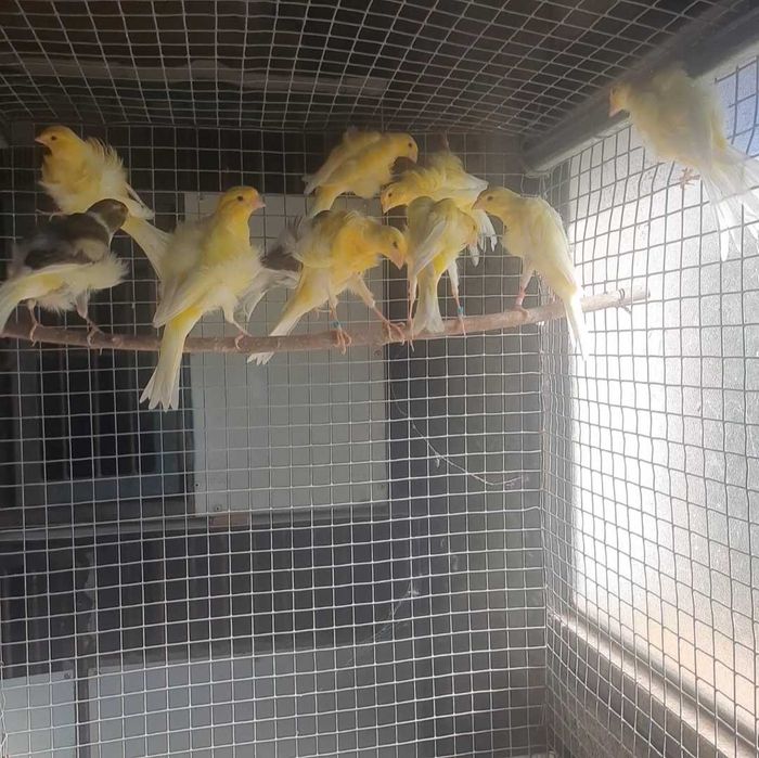 Canarios frisados do sul