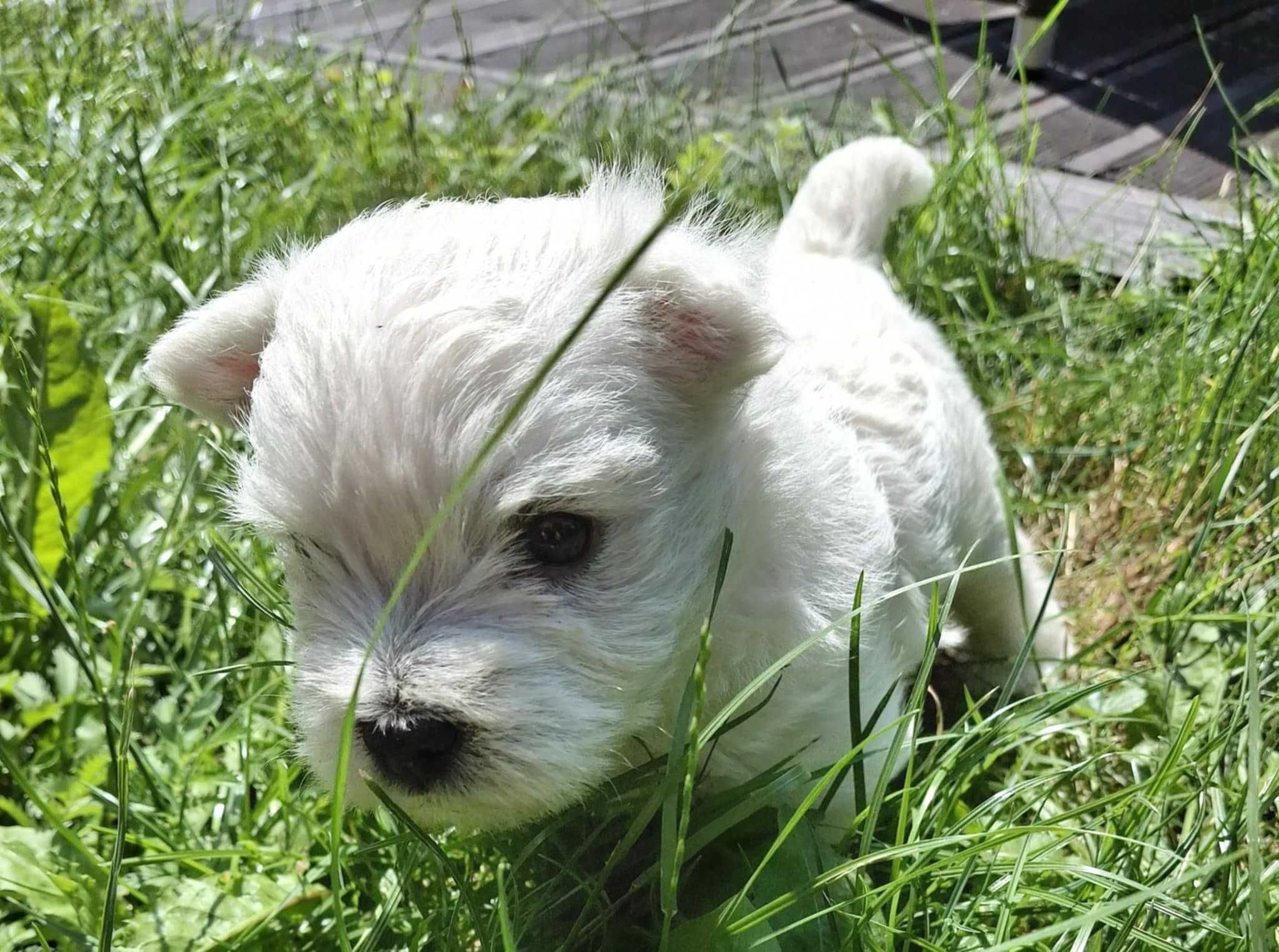Szczeniaczek -suczka - West Highland White Terrier FCI