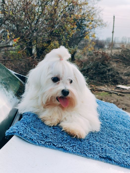 Неймовірна красуня мальтезе