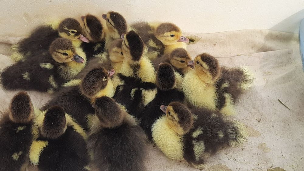 Продам утята шипунов крупных пород Лавандовая, серая, коричневая, чер