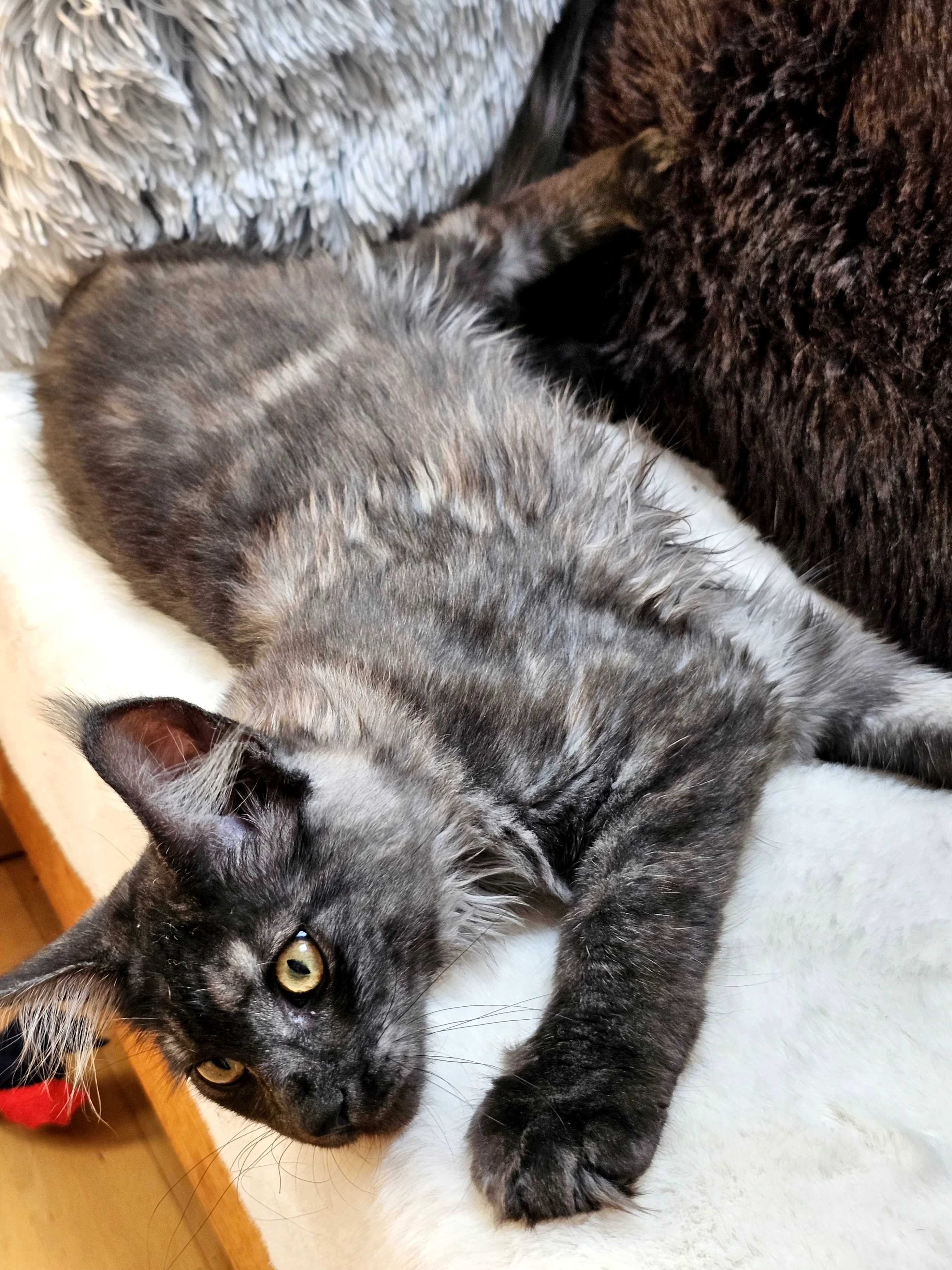 Kotka rasy Maine Coon - rodowód FPL