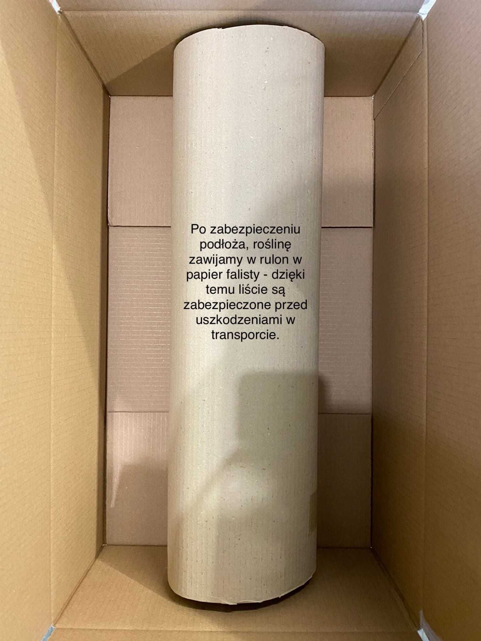 Cissus Striata - pnącze Ogrzewacz w cenie