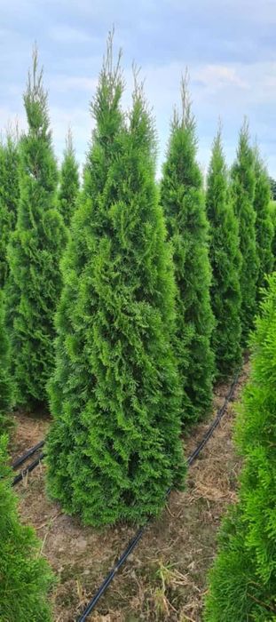 Tuja Szmaragd, Thuja Smaragd 160-180 cm BARDZO WYSOKA JAKOŚĆ-PRODUCENT