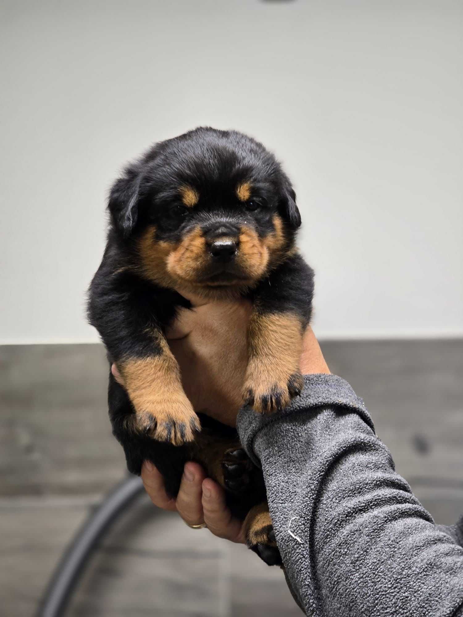 Rottweiler, szczeniak, piesek, ZKwP