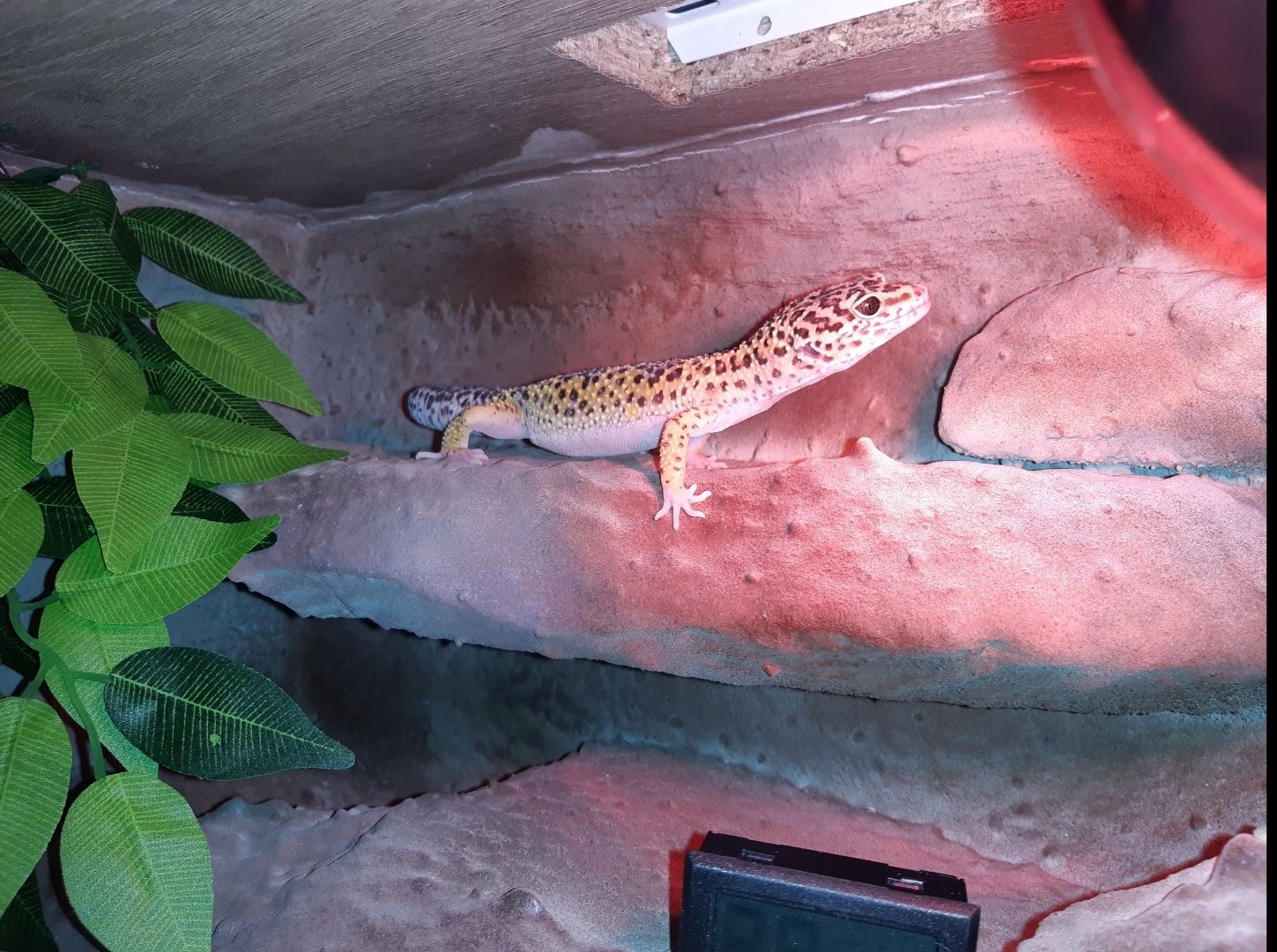 Gekon lamparci 5 lat razem z terrarium