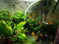 Rośliny akwariowe – mikrozorium, żabienica, anubias