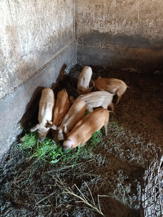 Поросятка мангали ...