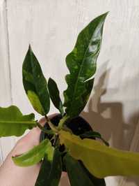 Philodendron ring of fire var mutation