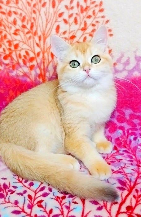 Чарівні плюшеві кошенята ведмежата чекають на Вас