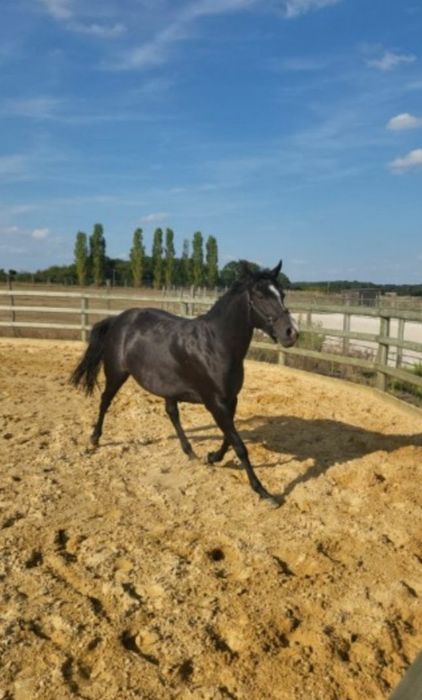 Egipski koń arabski.Pięcio letnia Klacz na sprzedaż.