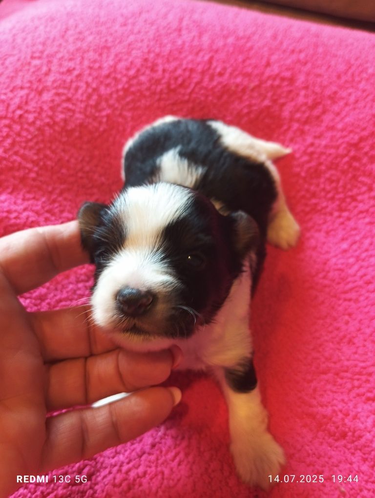 Yorkshire terrier biewer