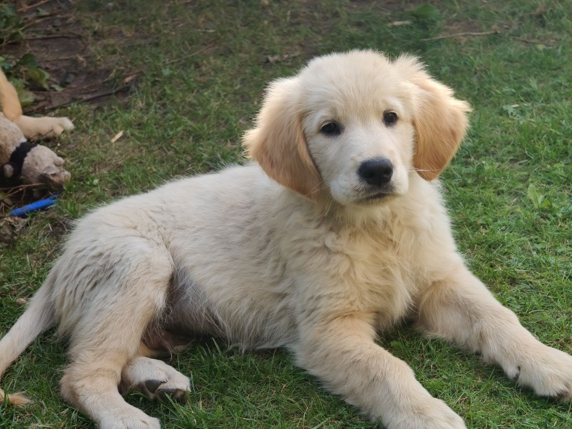 Miot Golden retriever