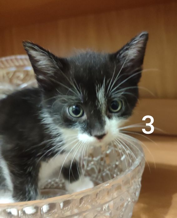 Oddam kociaki w dobre ręce!!!