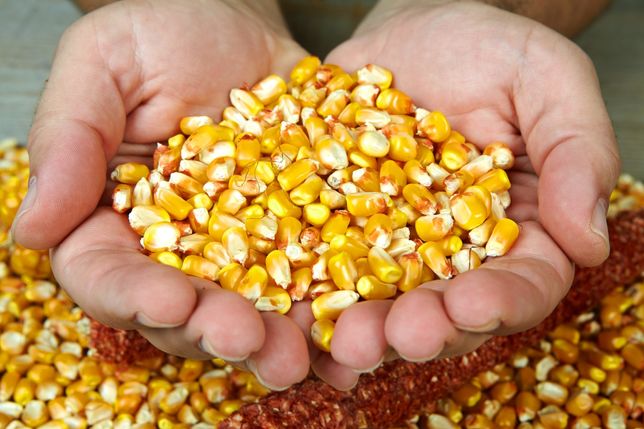 WYDAJNE ZIARNÓWKI OD 394 zł na hektar nasiona kukurydzy