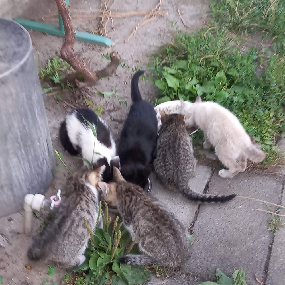Бесплатно отдам котят