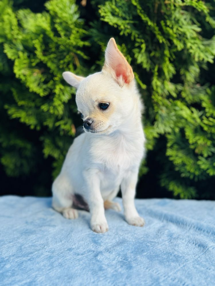 Sliczny piesek FCI chihuahua krotkowlosa