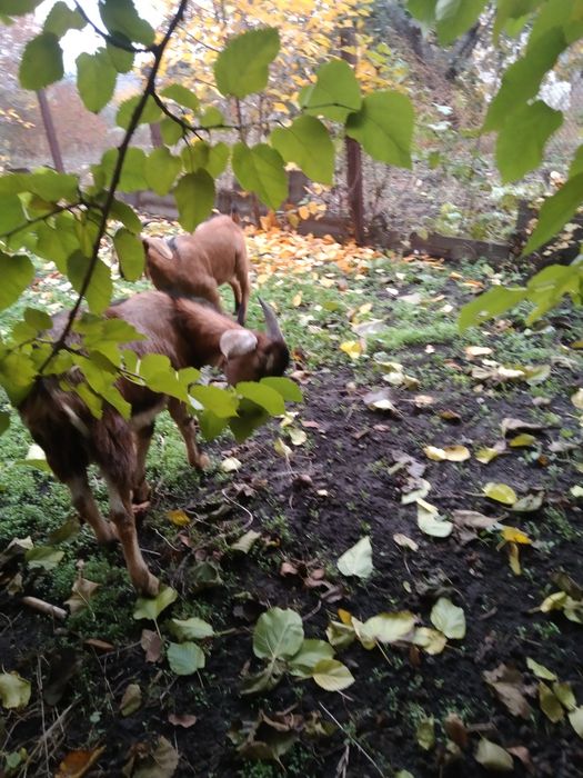 Англонуб.козли или обмен