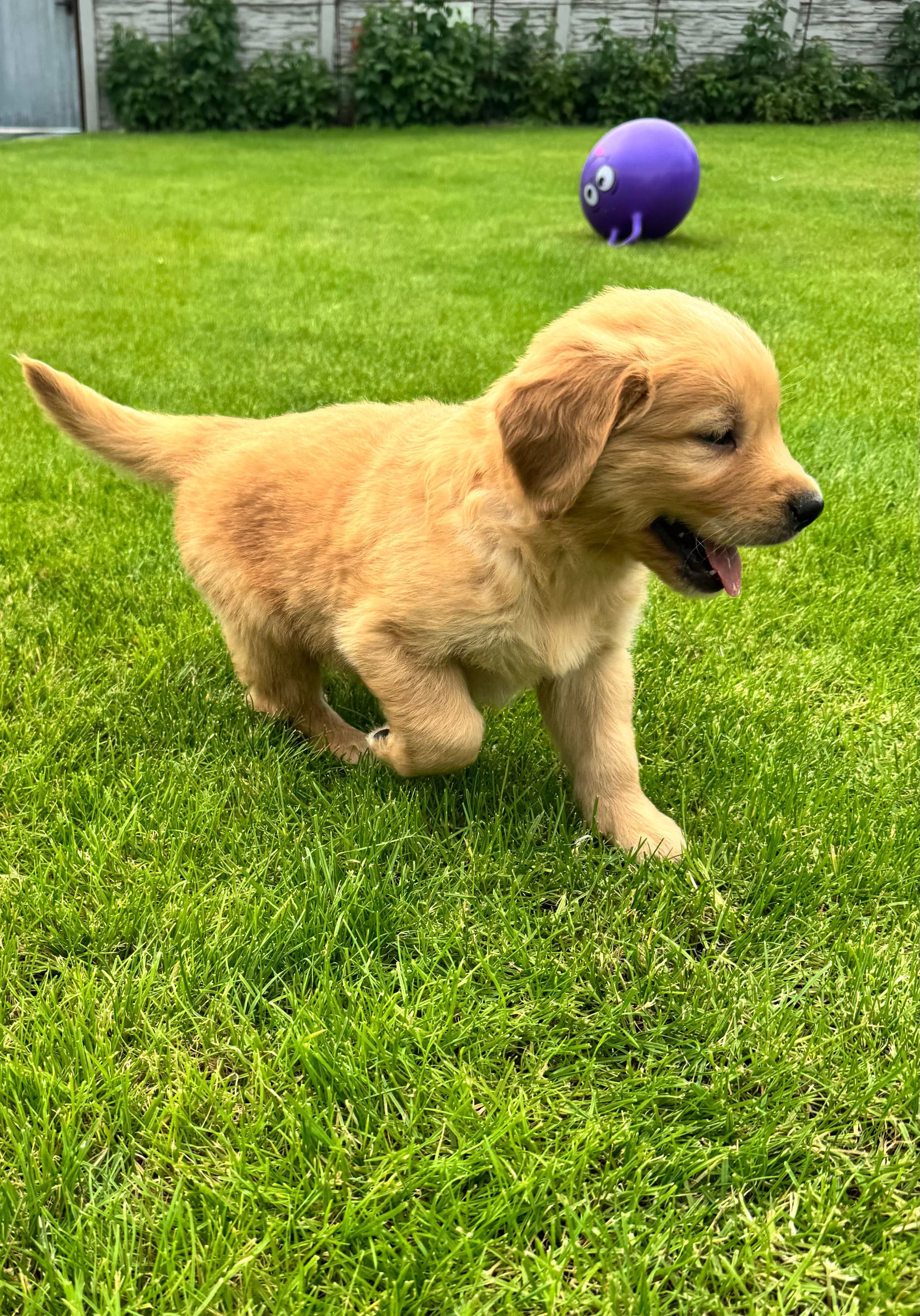 Golden retriever