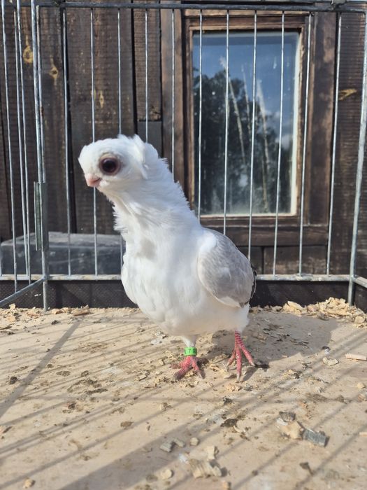 Mewka/ Mewki polskie