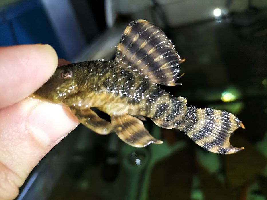 Аквариумные рыбки. Сомы