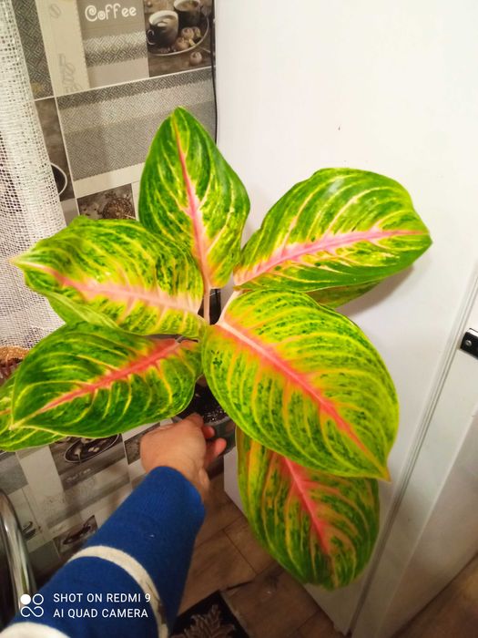 Аглаонеми новинки