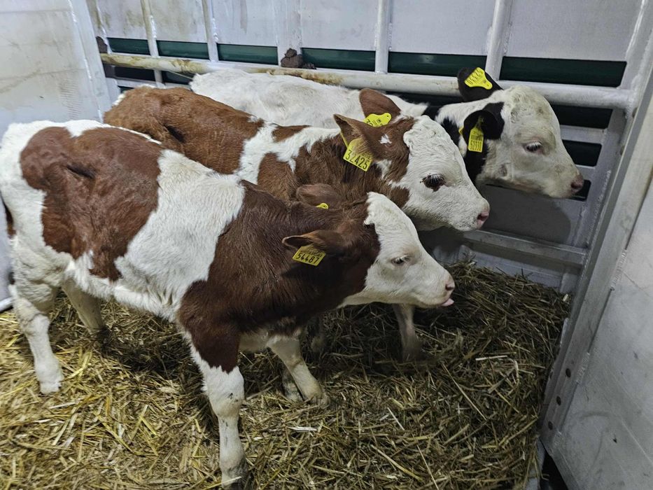 Cielaki Polski Byczki 13 sztuk