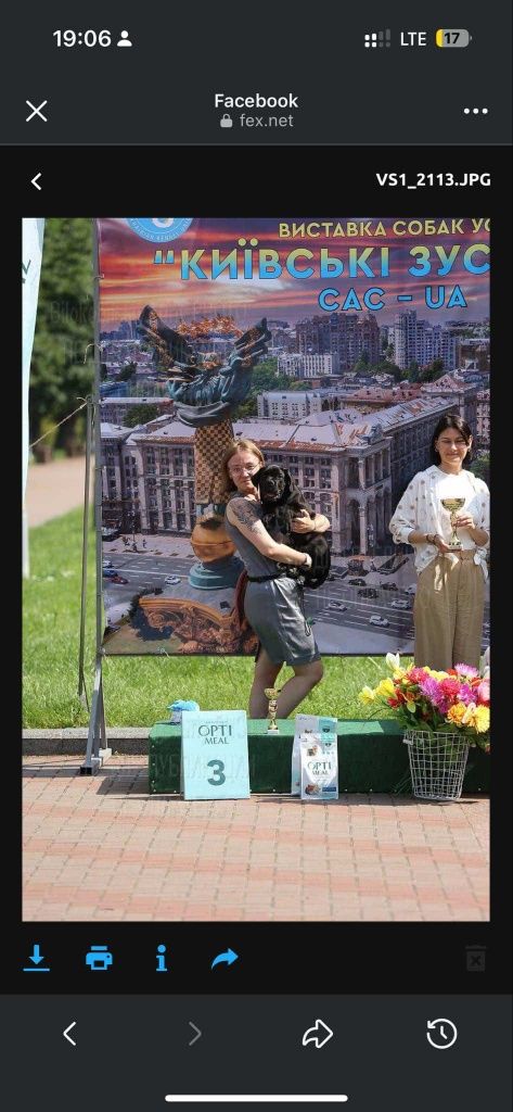 Кобель Кане Корсо