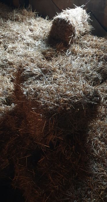 Słoma w kostkach 2025