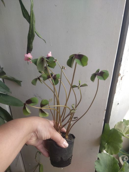 Кисличка,           .