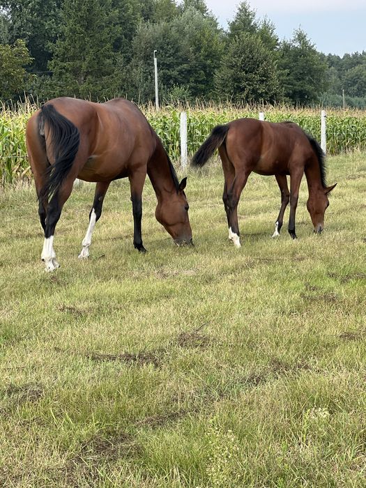 Sprzedam klaczke z dobrym rodowodem