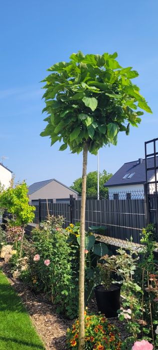 Katalpa nana drzewo catalpa 200 cm