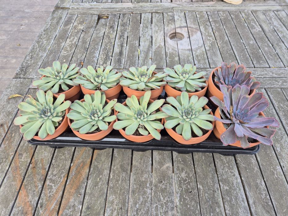 Suculentas em vaso. Desconto se levarem todas