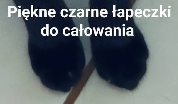 Czarny kotek kocurek