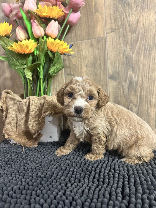 Cavapoo piesek F1b