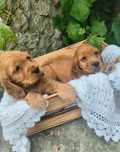 Cocker spaniel angielski pies suka szczeniak