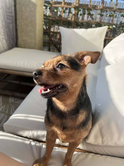 Oddam sunię do dobrego domku mix ratlerek york