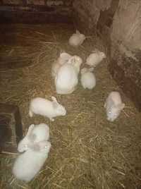 Młode króliki termondzkie