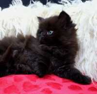 Mały kotek niebieskooki Maine coon czarny domowy kociak