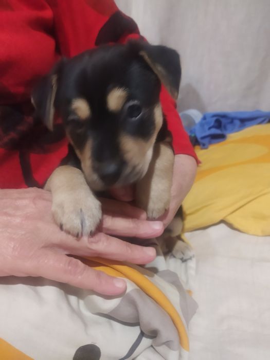 Віддам в добрі руки два песика