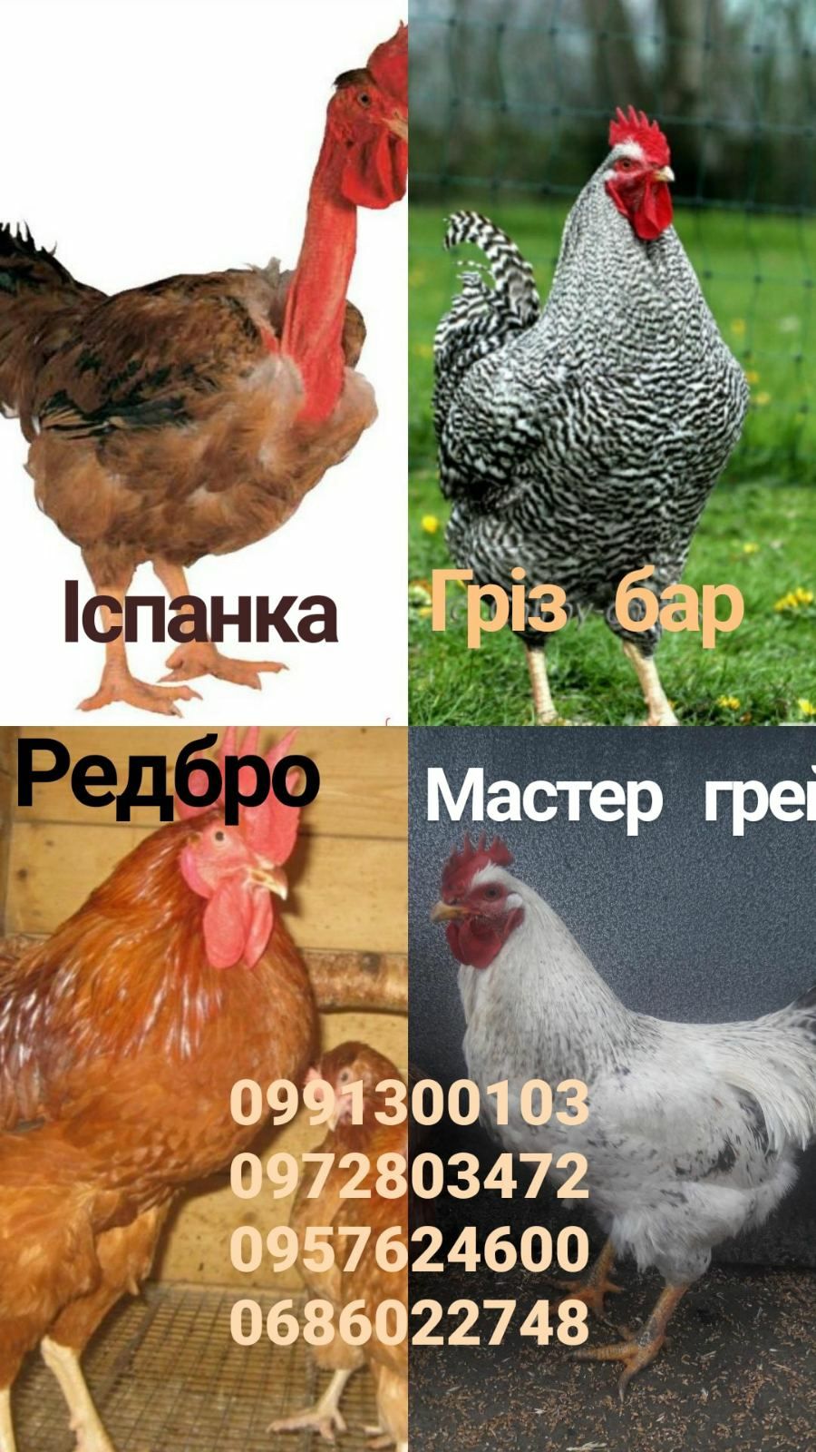 Инкубационное яйцо мясояичка