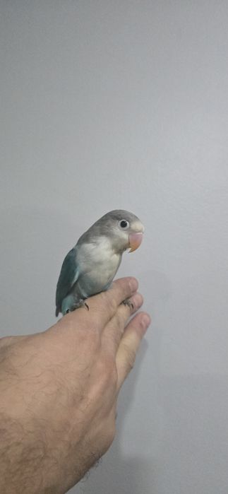 Agaponis domésticados