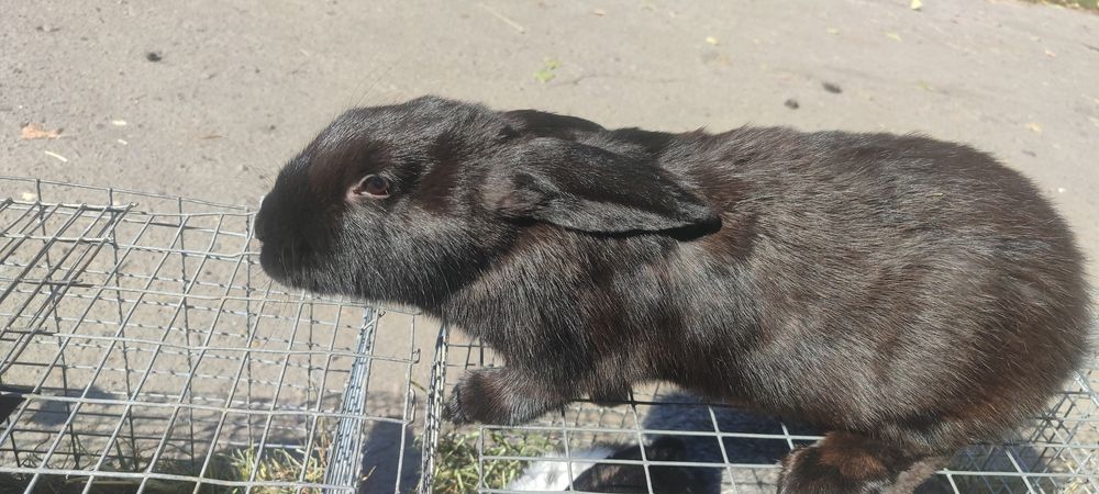 Продам КРОЛИКИ!!!