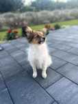 Szczeniak sunia Papillon Spaniel Kontynentalny ZKwP FCI