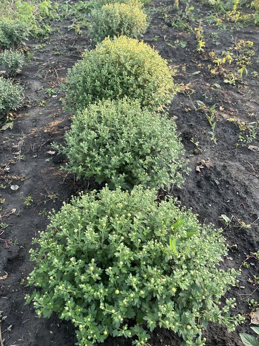 Розпродаж:гіацинт,півонія,енотера,хризантема,тюльпан,нарцис