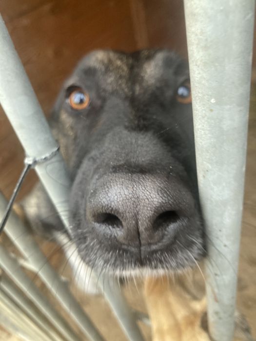 Owczarek suczka czeka na dom