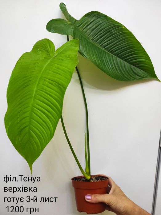 Філодендрон Тєнуа